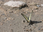 Papilionidae