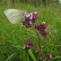Pieridae