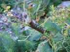 Chenille du Sphinx de l'Euphorbe