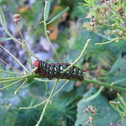 Sphingidae