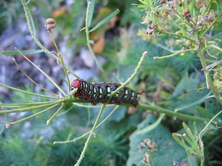 Chenille du Sphinx de l'Euphorbe