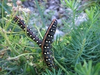 Chenilles du Sphinx de l'Euphorbe