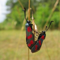 Zygaenidae