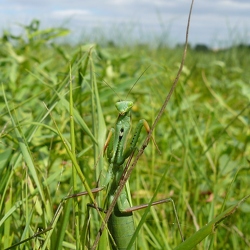 Mantoptères