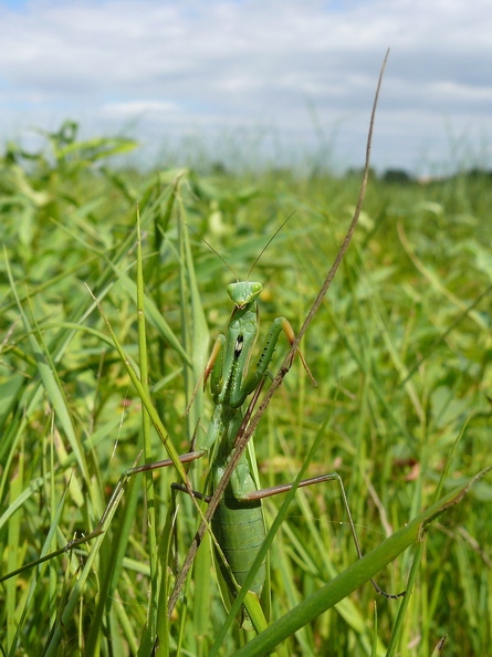 Mantis religiosa - Mante religieuse
Marais de Villemaur-sur-Vanne - AUBE (10) Mantis_religiosa_01.jpg