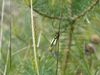 Ascalaphe soufré