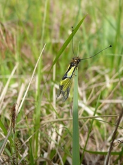 Ascalaphe soufré