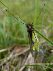 Ascalaphe soufré