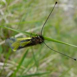 Névroptères (Planipennes)