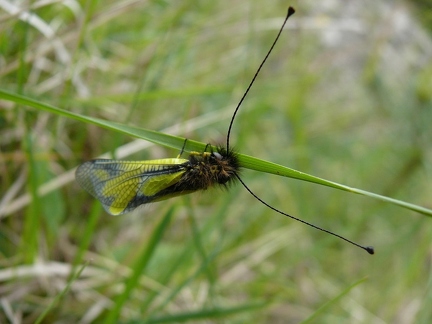 Ascalaphe soufré