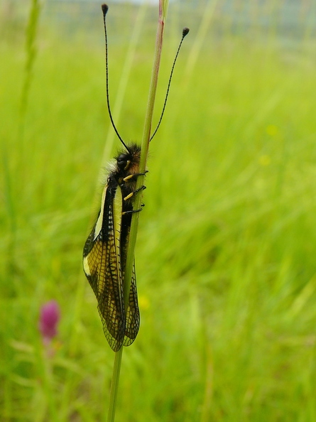 Ascalaphe soufré