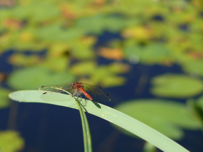 Sympetrum_sanguin_01.jpg