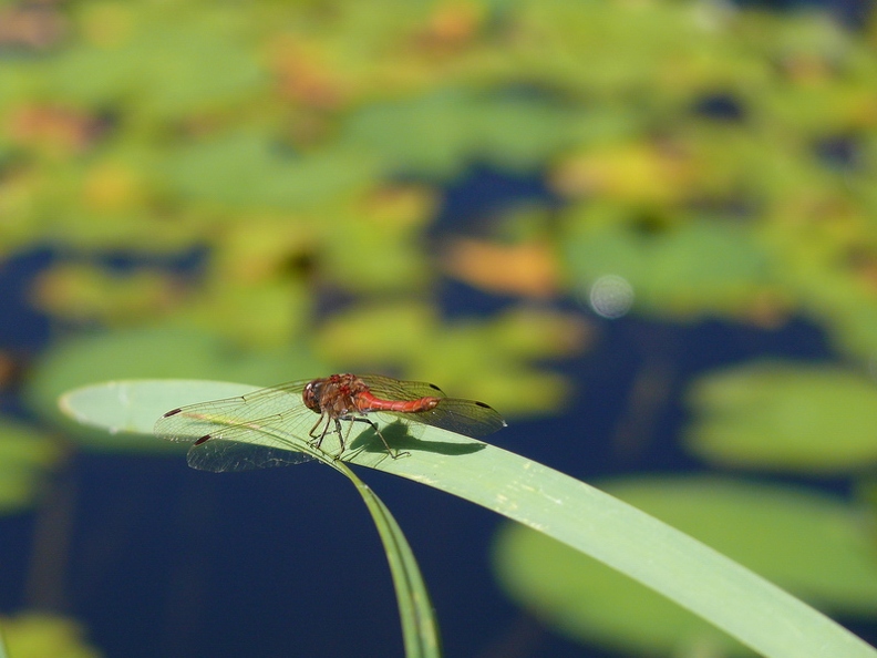 Sympetrum_sanguin_02.jpg