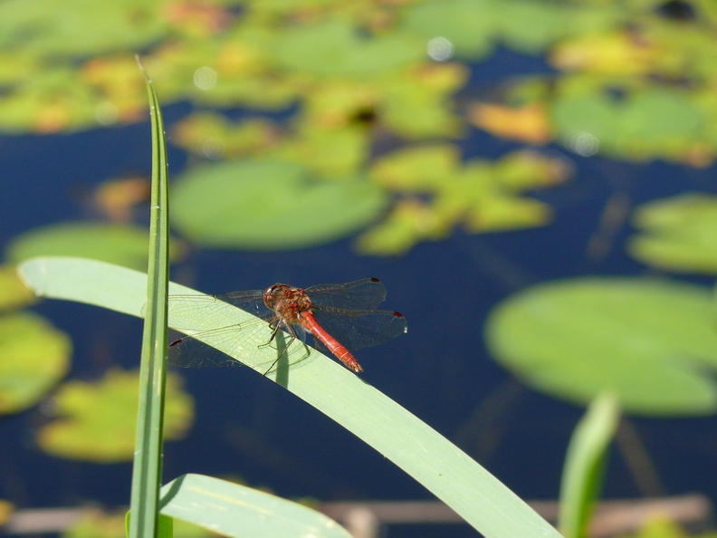 Sympetrum_sanguin_03.jpg