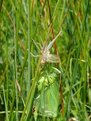 Grande sauterelle verte