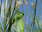 Grande sauterelle verte