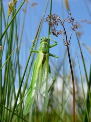 Grande sauterelle verte