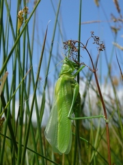 Grande sauterelle verte