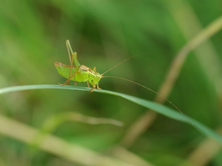 Leptophye ponctuée