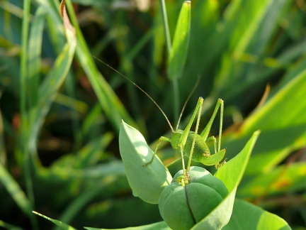 Leptophye ponctuée