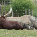 Bœuf watussi (et rhinocéros blanc)