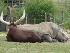 Bœuf watussi (et rhinocéros blanc)