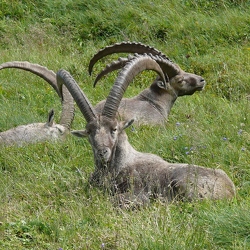 Faune