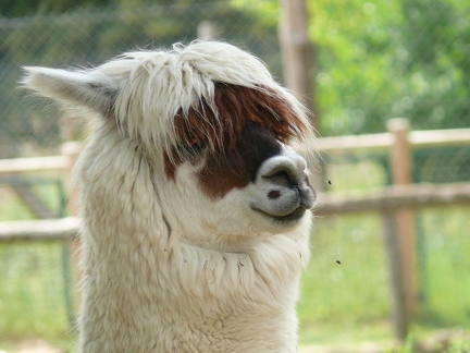 Lama