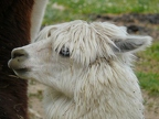 Lama