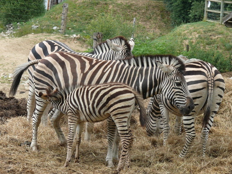 Zebre_de_Chapman_02.jpg