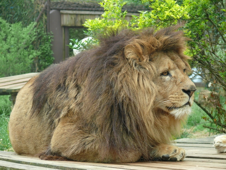 Lion