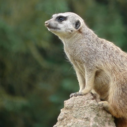 Herpestidés