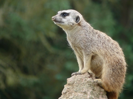 Suricate