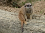 Suricate