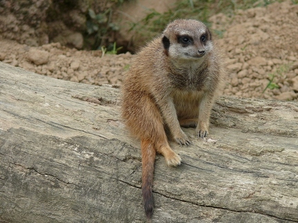 Suricate