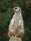 Suricate