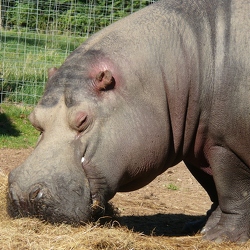 Hippopotamidés