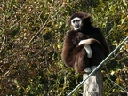 Gibbon à mains blanches