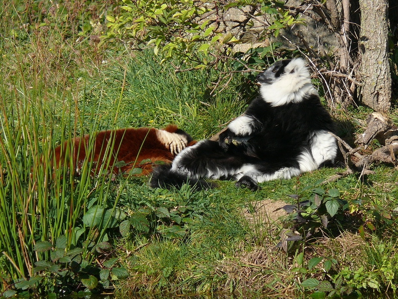 Vari noir et blanc