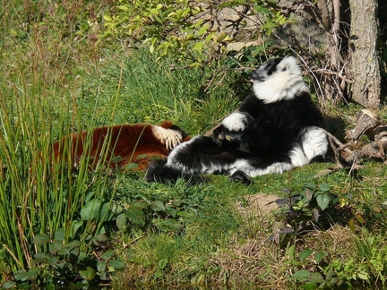 Vari noir et blanc