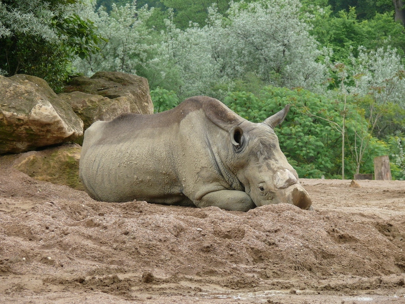 Rhinoceros_blanc_01.jpg