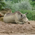 Rhinoceros_blanc_01.jpg