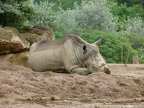 Rhinocéros blanc