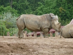 Rhinocéros blanc