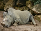 Rhinocéros blanc