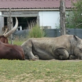 Rhinoceros_blanc_04.jpg