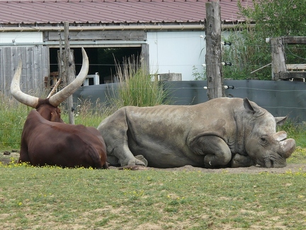 Rhinocéros blanc (et bœuf watussi)