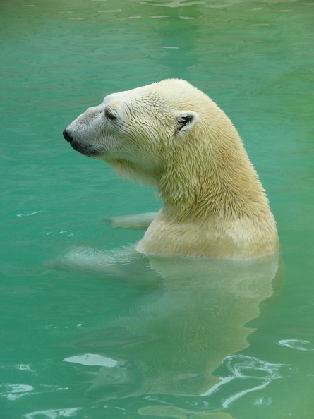 Ours_blanc_02.jpg
