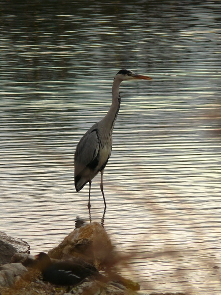 Heron_cendre_01.jpg