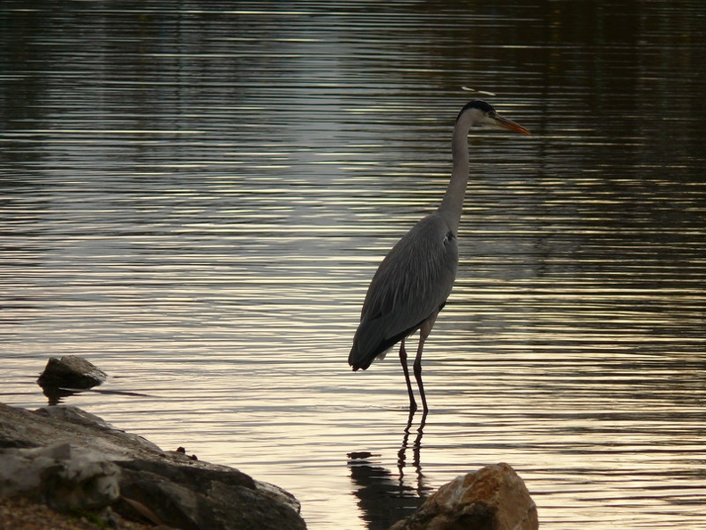 Heron_cendre_02.jpg